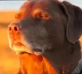 whats-this-let-me-know-ahh-meme-dog-and-why-is-this-used-in-v0-usfb5rp4uhoe1.webp